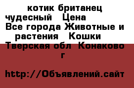 котик британец чудесный › Цена ­ 12 000 - Все города Животные и растения » Кошки   . Тверская обл.,Конаково г.